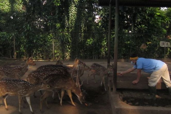 Petugas Kebun Binatang Bandung sedang memberi makanan rusa totol . Pihak pengelola Kebun Binatang Bandung berencana untuk menjadikan rusa totl sebagai pakan koleksi singa dan hariamau Kebun Binatang Bandung akibat krisis keuangan.