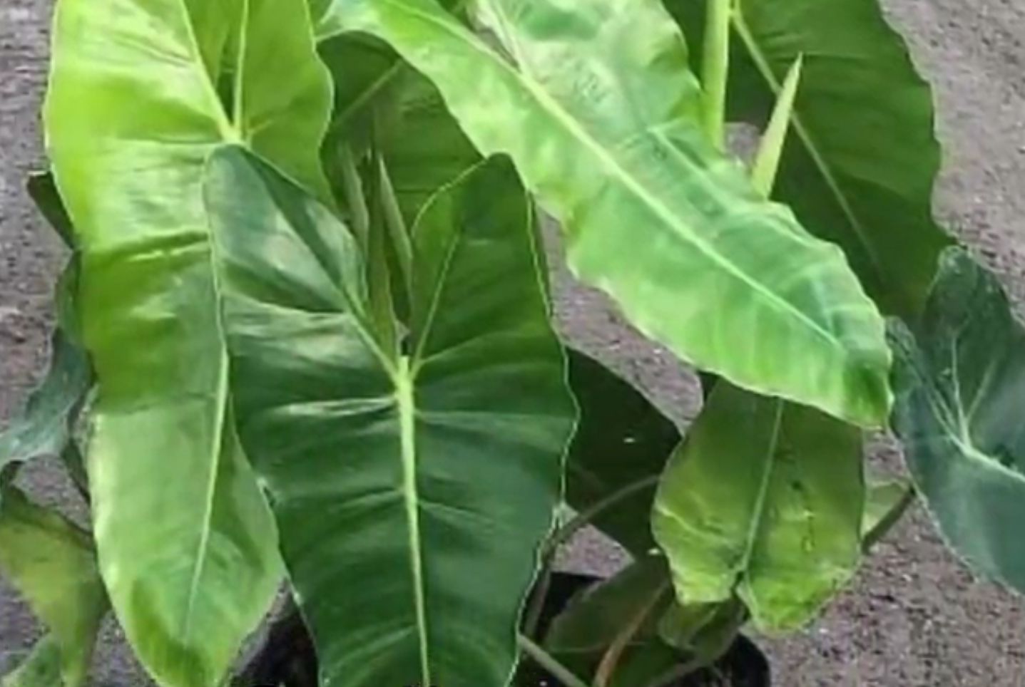 Philodendron  Bubble Mark