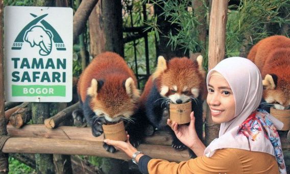 Taman Safari Indonesia Dibuka 15 Juni, Karyawan dan ...