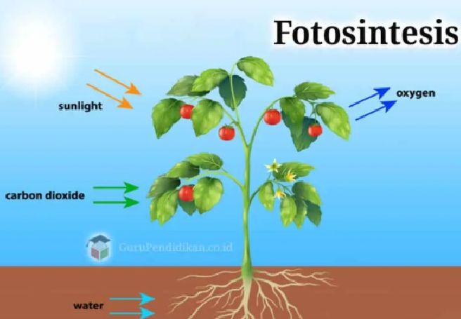 Ilustrasi Proses Fotosintesis pada Tumbuhan