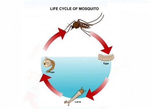 Proses tahapan daur hidup nyamuk dimulai dari telur hingga dewasa dan mengalami metamorfosis sempurna.
