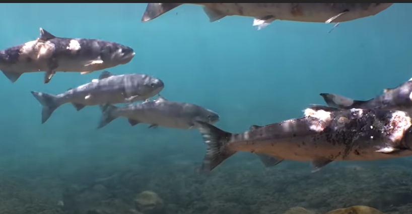 Tangkapan layar video salmon di Sungai Columbia, berjamur dan sekarat.