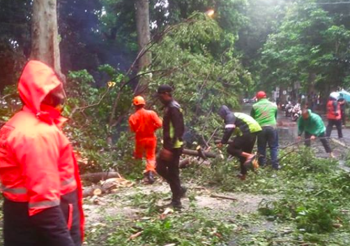 Pohon tua jenis Kenari tumbang di Jalan Ahmad Yani, Tanah Sareal, Kota Bogor, Senin pagi 2 November 2020.*