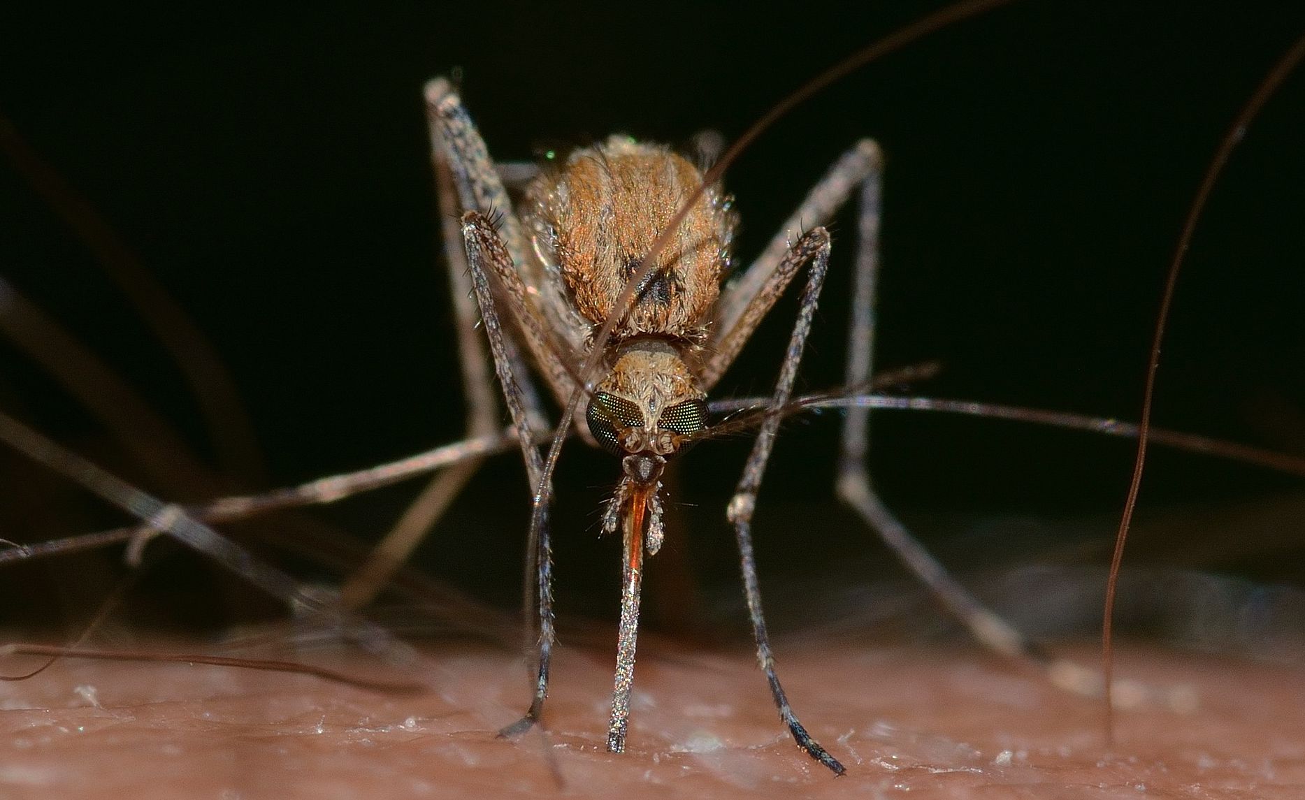 Ilustrasi Aedes aegypti.