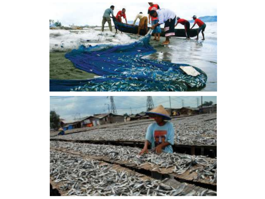 Nelayan mengumpulkan hasil tangkapan dan menjemur ikan