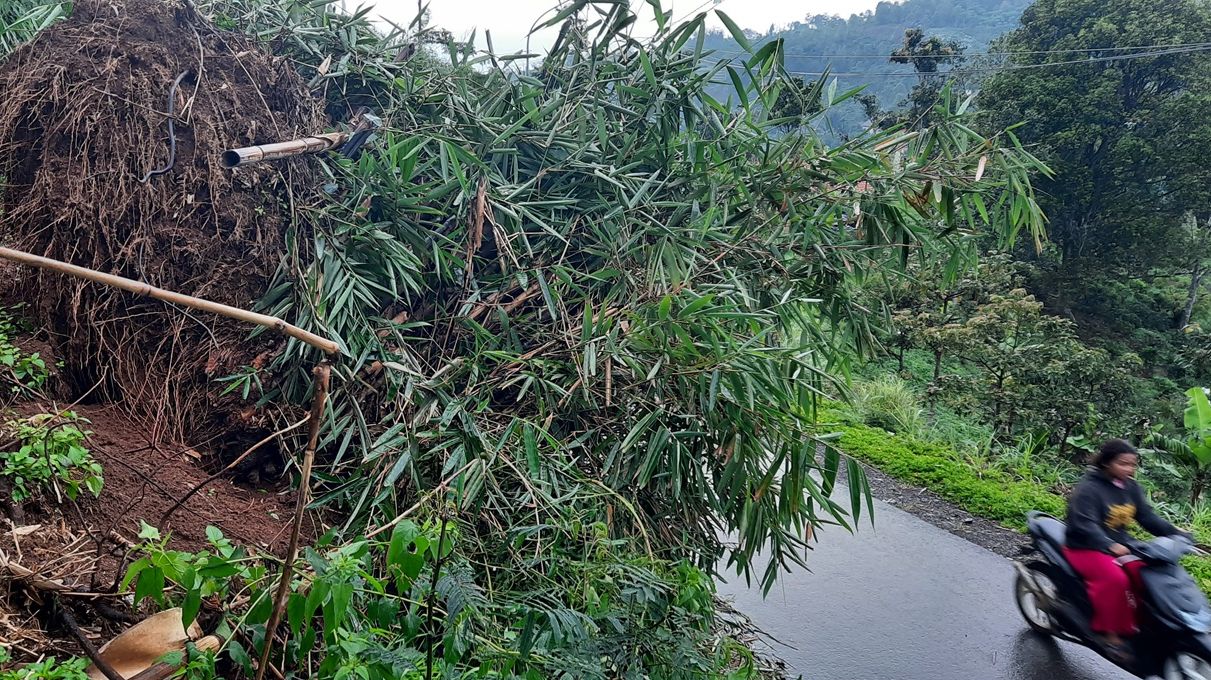 Pengendara motor melintasi longsoran bongkahan pohon bambu di jalan penghubung Ciawitali-Cipada, kawasan Kampung Cipadakati, Desa Mekarjaya, Kecamatan Cikalongwetan, Kabupaten Bandung Barat pada Selasa 9 Januari 2024.