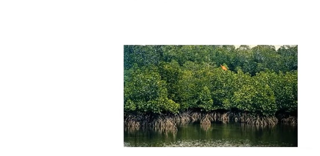 ilustrasi hutan mangrove