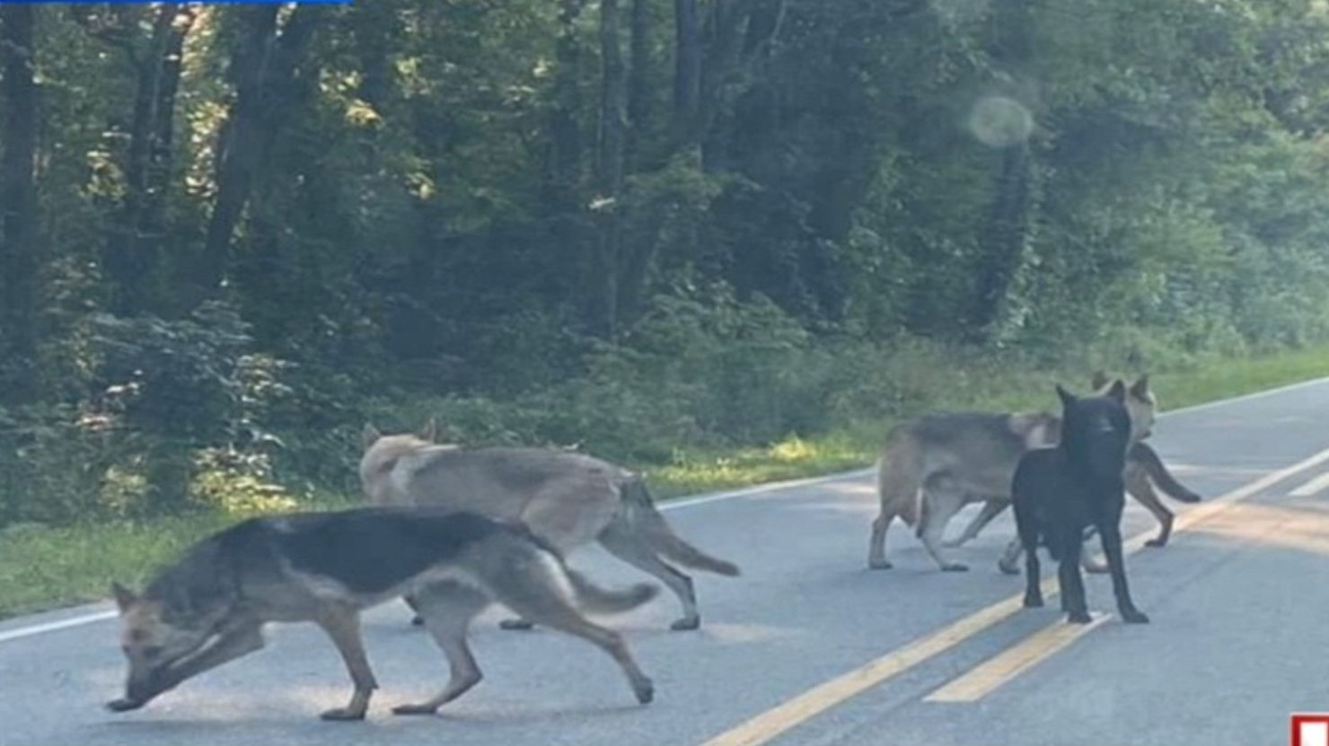 Sembilan Ekor Hewan Hibrida Campuran Anjing Serigala Kabur Dan Berkeliaran Meresahkan Warga Zona Priangan