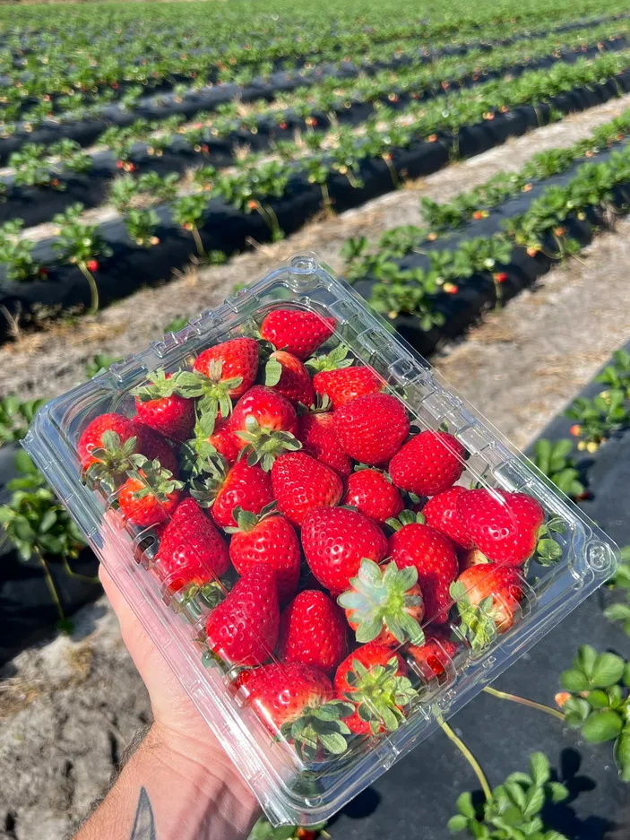 10 Manfaat Luar Biasa Buah Strawberry Untuk Kulit Yang Sehat Dan ...