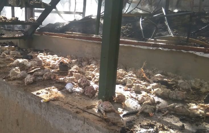 Ribuan ayam terbakar akibat kebakaran peternakan ayam di Kampung situ panjang RT.02/RW.01 Desa lebakmuncang, Kecamatan Ciwidey, Kabupaten Bandung pada Sabtu 19 Desember 2020 sekitar pukul 05.30 WIB.