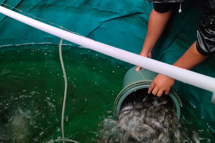 Agromedis Tebar 54 Kilogram Bibit Ikan Lele di Kolam Bioflok