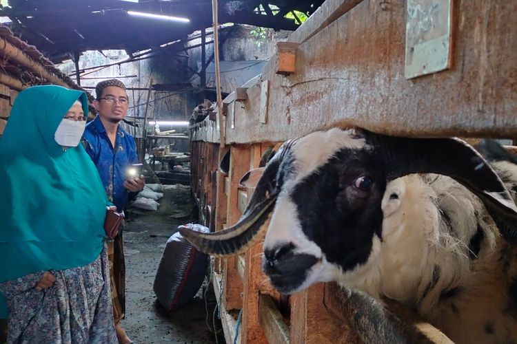 Daftar Harga Kambing Kurban 2023, Termurah Rp1,3 Jutaan
