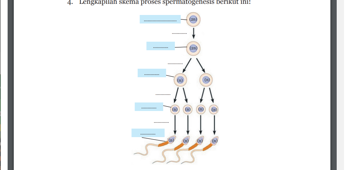 skema proses spermatogenesis