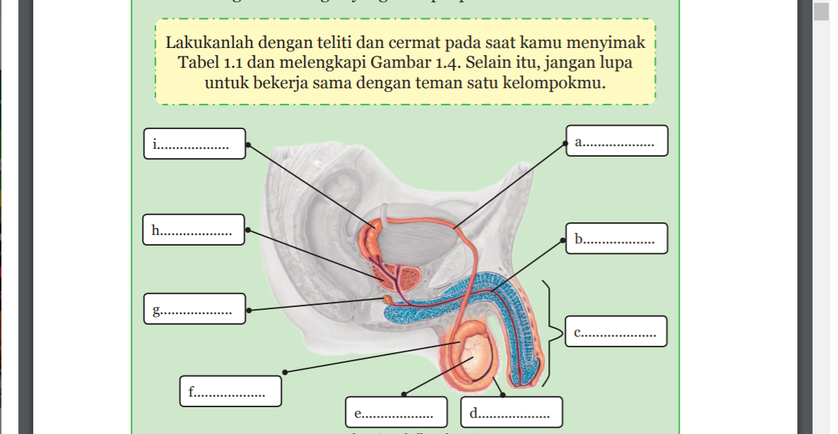 Gambar 1.4 Organ-Organ Penyusun Sistem Reproduksi pada Laki-Laki 