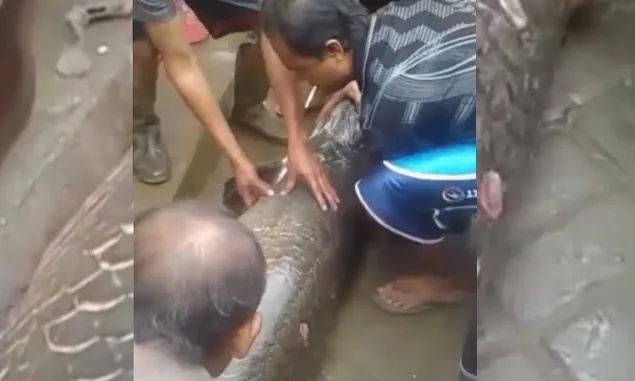 GEGER! Video Penemuan Ikan Arapaima Raksasa Setelah Banjir Surut di Garut