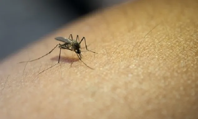 Penyakit Demam Berdarah Dengue di Kabupaten Grobogan Capai Angka 394 Kasus, Ini Pesan Dinas Kesehatan