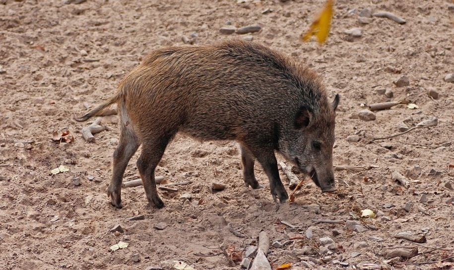 Babi Hutan Masuk Mal Pengunjung Heboh Anggota Pemadam Kebakaran Dikerahkan Mikrofon Id