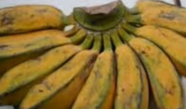 Manfaat Buah Pisang Kepok untuk Penderita Diabetes Jika Dikonsumsi Rutin, Solusi Mudah dan Murah