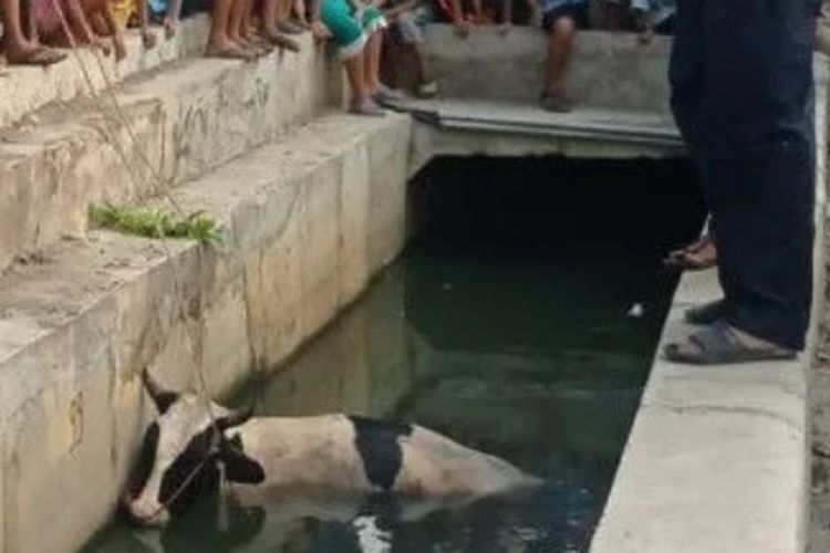Sapi Kurban Nyemplung ke Selokan, Kaget Dengar Klakson Mobil