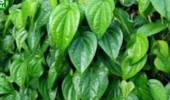 review novel layangan putus Wajah Glowing Dengan Bahan Alami Daun Sirih Cina, Cek disini 6 Manfaat dan Khasiatnya