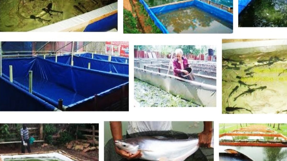 Persiapan kolam terpal untuk budidaya ikan patin