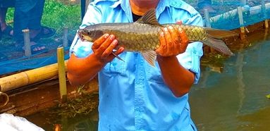 Ikan mahseer kancra Java Salmon tor soro dibudidayakan di Kecamatan Cikalong Wetan, Kabupaten Bandung Barat
