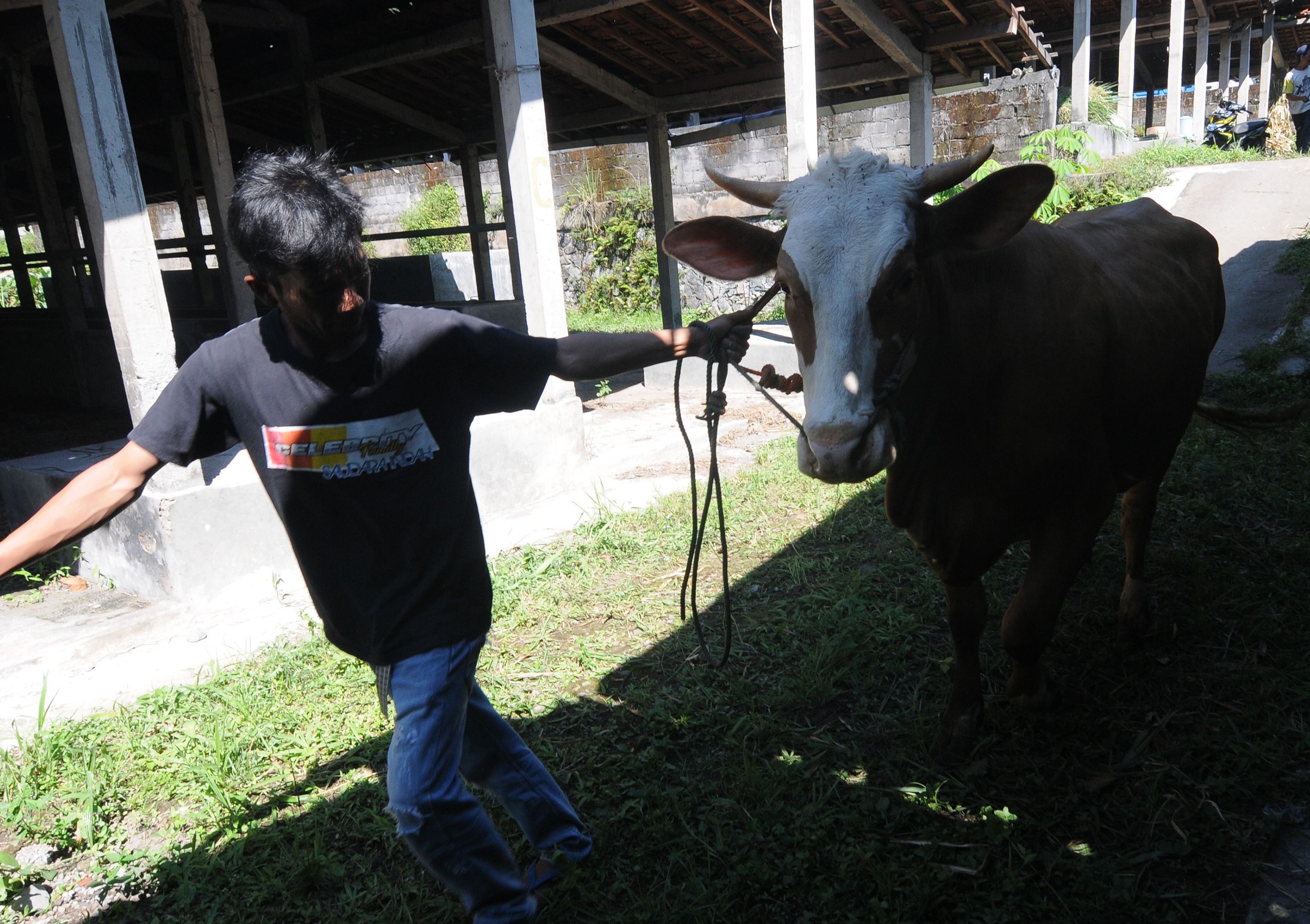 Pedagang Sapi Mulai Masuk Desa di Lereng Gunung Merapi Bujuk Warga Agar