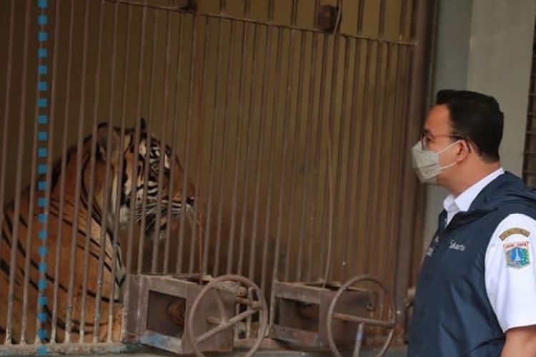 Gubernur DKI Jakarta Kabarkan Dua Harimau Terpapar Covid-19, Netizen Sebut Tak Pakai Masker