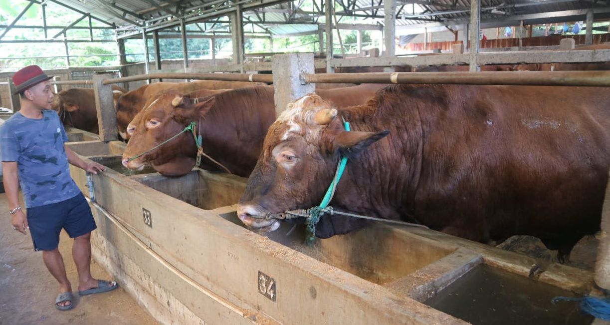Hyro peternak Sukolilo Pati yang kebanjiran pesanan hewan kurban