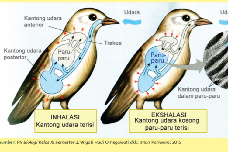Ini Cara Kerja Organ Pernapasan Pada Cacing Tanah Serangga Reptil Burung Ikan Jawaban Kelas 5 Tema 2 Seputar Lampung