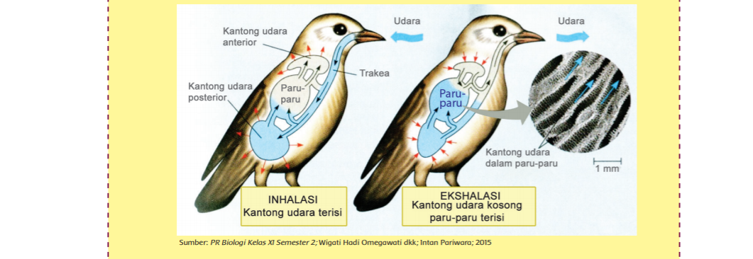 organ pernapasan pada burung