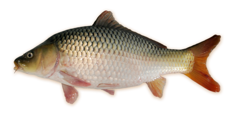 ikan mas mustika jantan, jenis unggul untuk budidaya ikan mas agar cepat tumbuh dan tahan penyakit. 