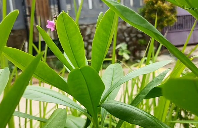 Daun Ginseng merupakan salah satu tanaman herbal yang digunakan untuk pengobatan.