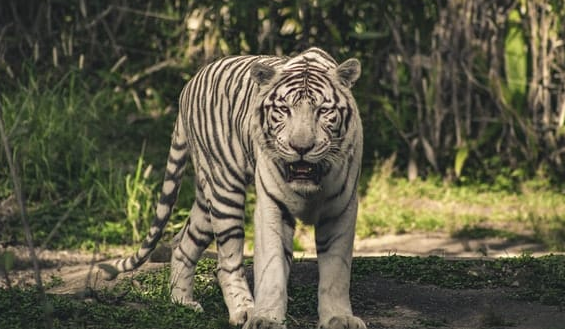 Harimau Bengal Putih.
