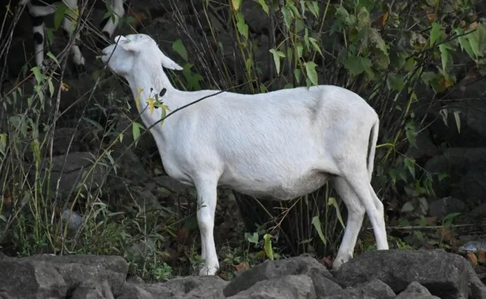 Inilah Ragam Kambing di Indonesia dan Ciri-cirinya, Jenis Mana yang ...