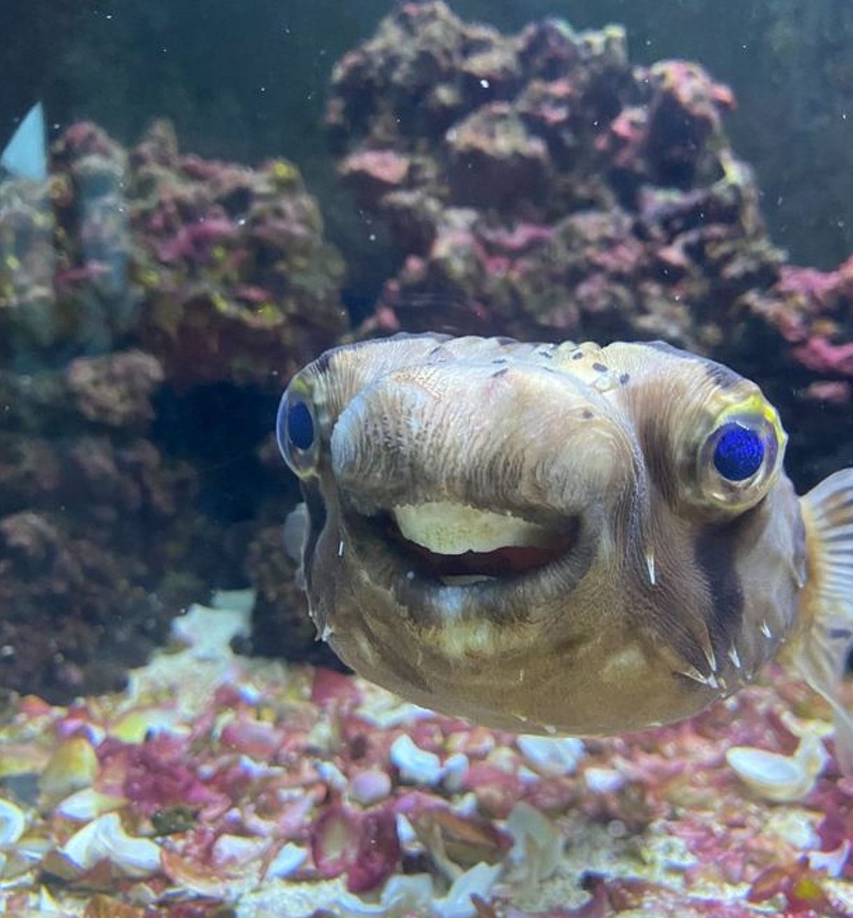 Goldie dalam balutan pasca-pemotongan gigi, tampak di akuarium dan lebih bahagia dari sebelumnya. 