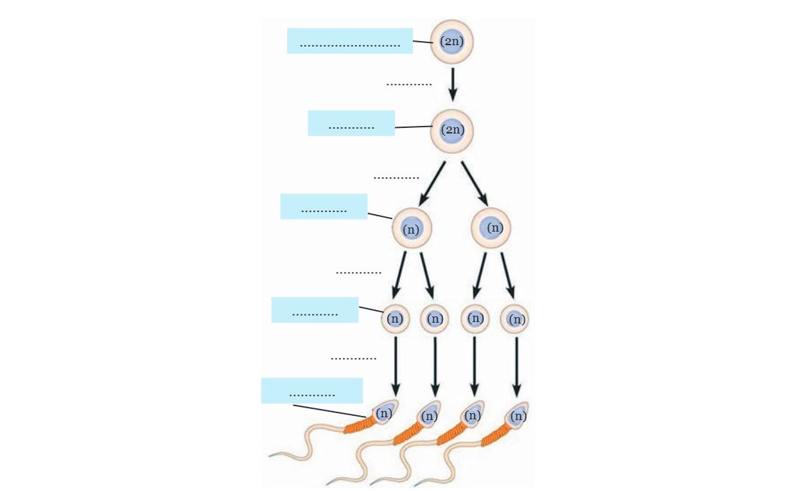 Gambar Skema Proses Spermatogenesis, pada soal nomor 4.