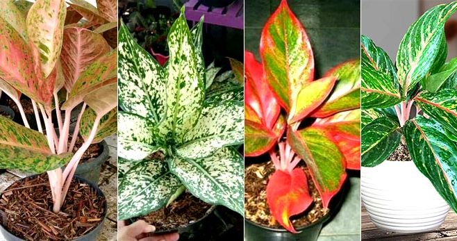 harga tanaman hias mahal 2020