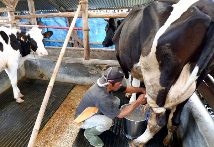 Dinas Peternakan dan Perikanan Kabupaten Bandung Barat temukan seekor sapi perah di Batulonceng, Desa Sutenjaya, Kecamatan Lembang terindikasi LSD, di Kota Bandung isu adanya hewan ternak terkena LSD tidak diketemukan.
