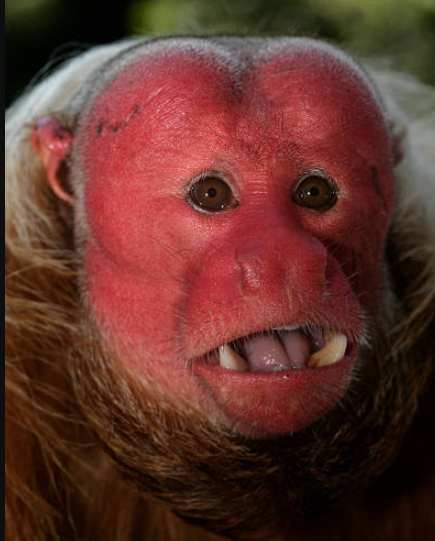 Uakari, Primata unik dari Amerika Selatan.