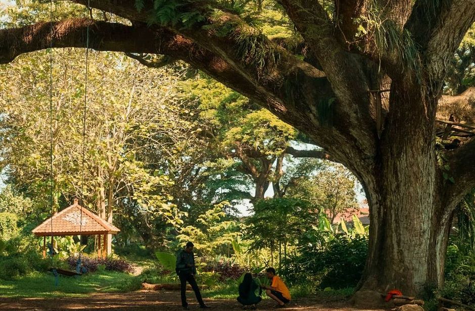 Wisata Alam Hutan De Djawatan Banyuwangi/ Instagram/ @ramakex