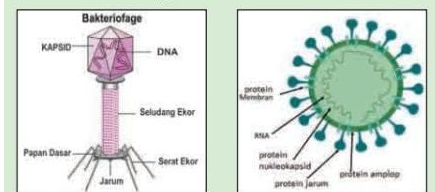 Gambar Bakteriofage dan Gambar Virus Corona.