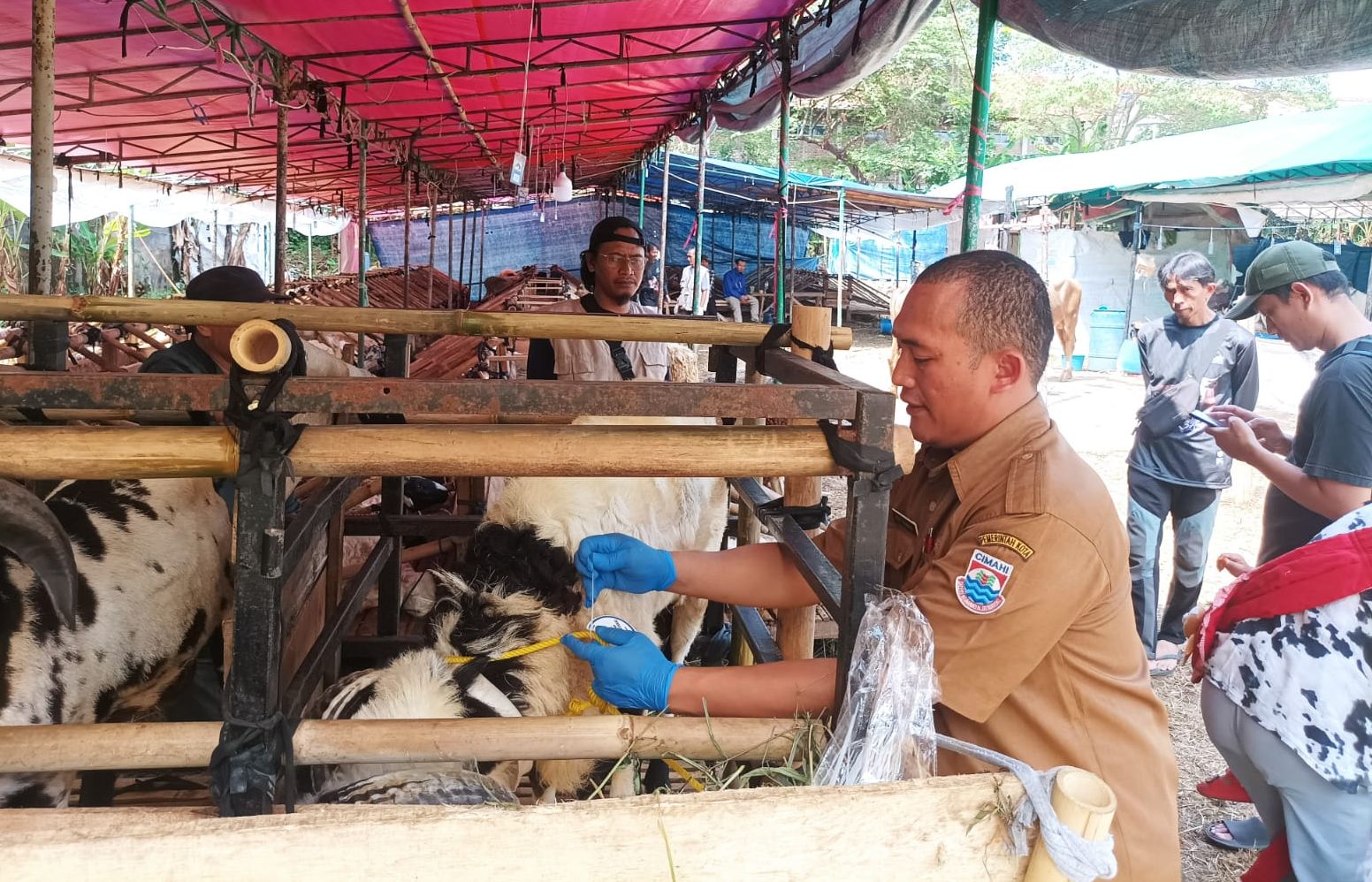 Dispangtan Kota Cimahi mulai melakukan pemeriksaan hewan kurban untuk kebutuhan Idul Adha 2024.