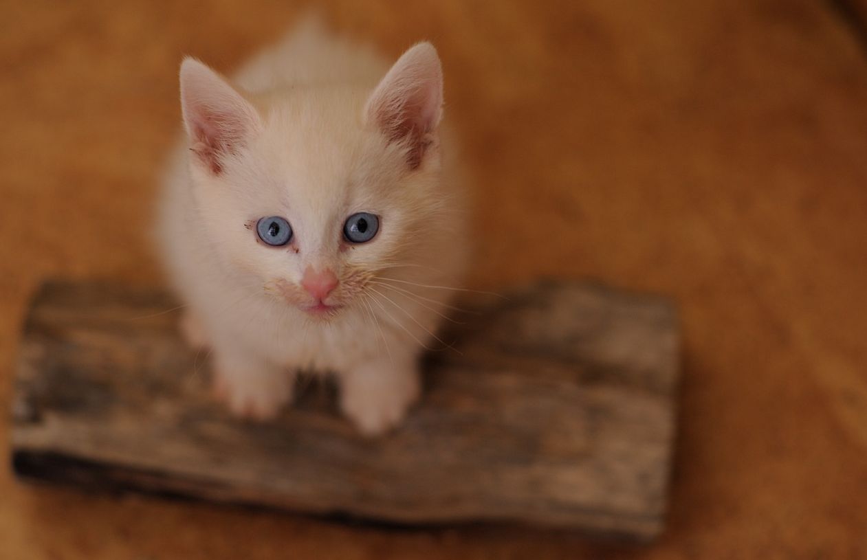 Hati-hati Ini 5 Makna Kucing Menatap Mata Manusia, Mitos Atau Fakta? Salah Satunya Ingin Diperhartikan Manusia