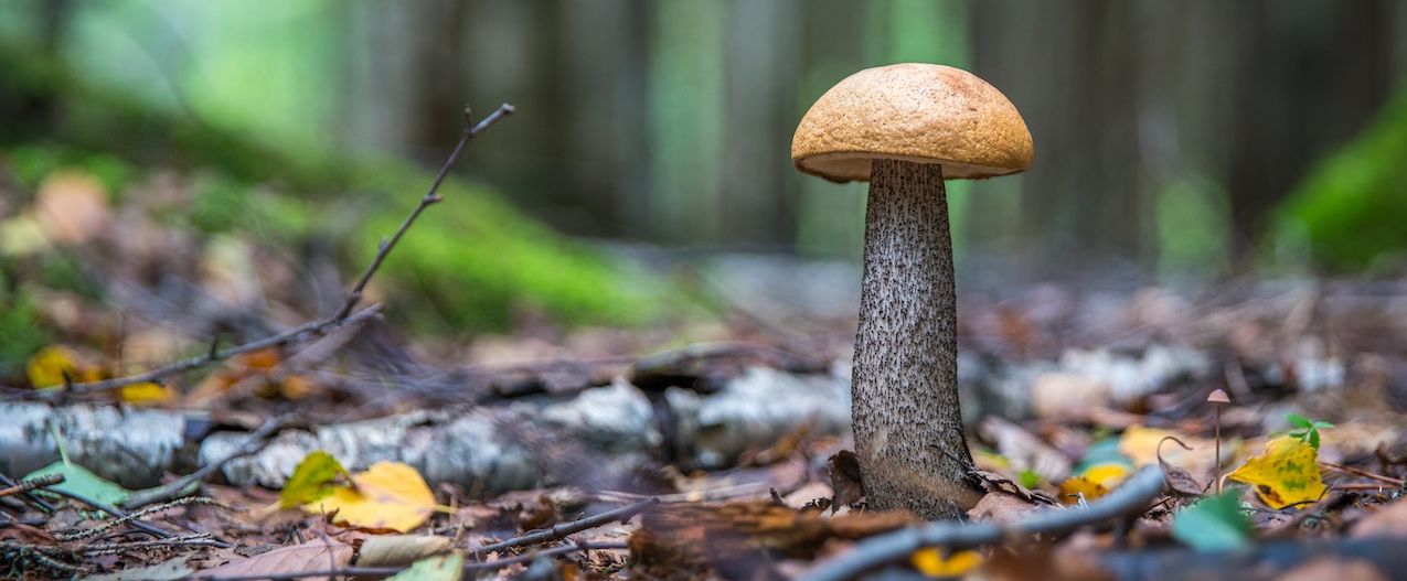 ilustrasi magic mushroom