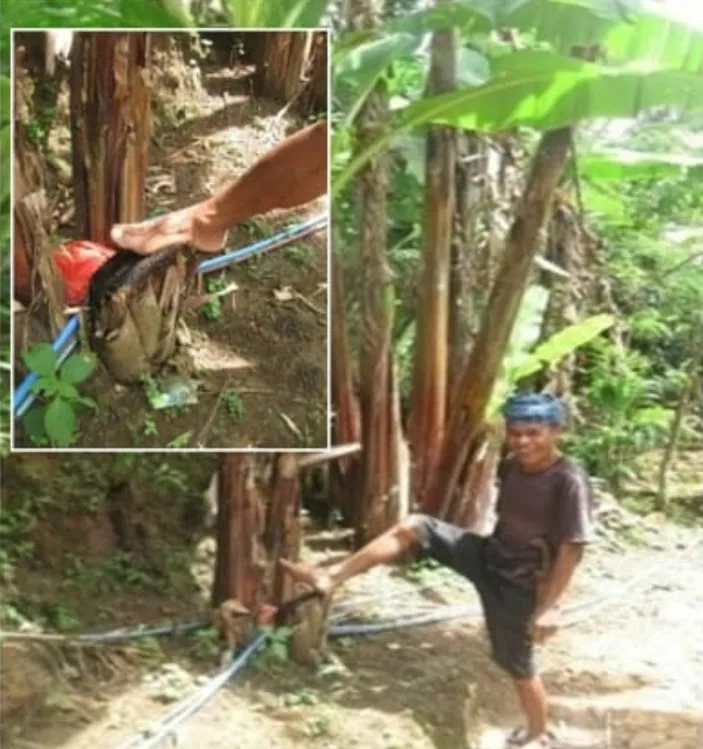 Pengobatan Tradisional Masyarakat Baduy Terbilang Unik, Manfaatkan ...