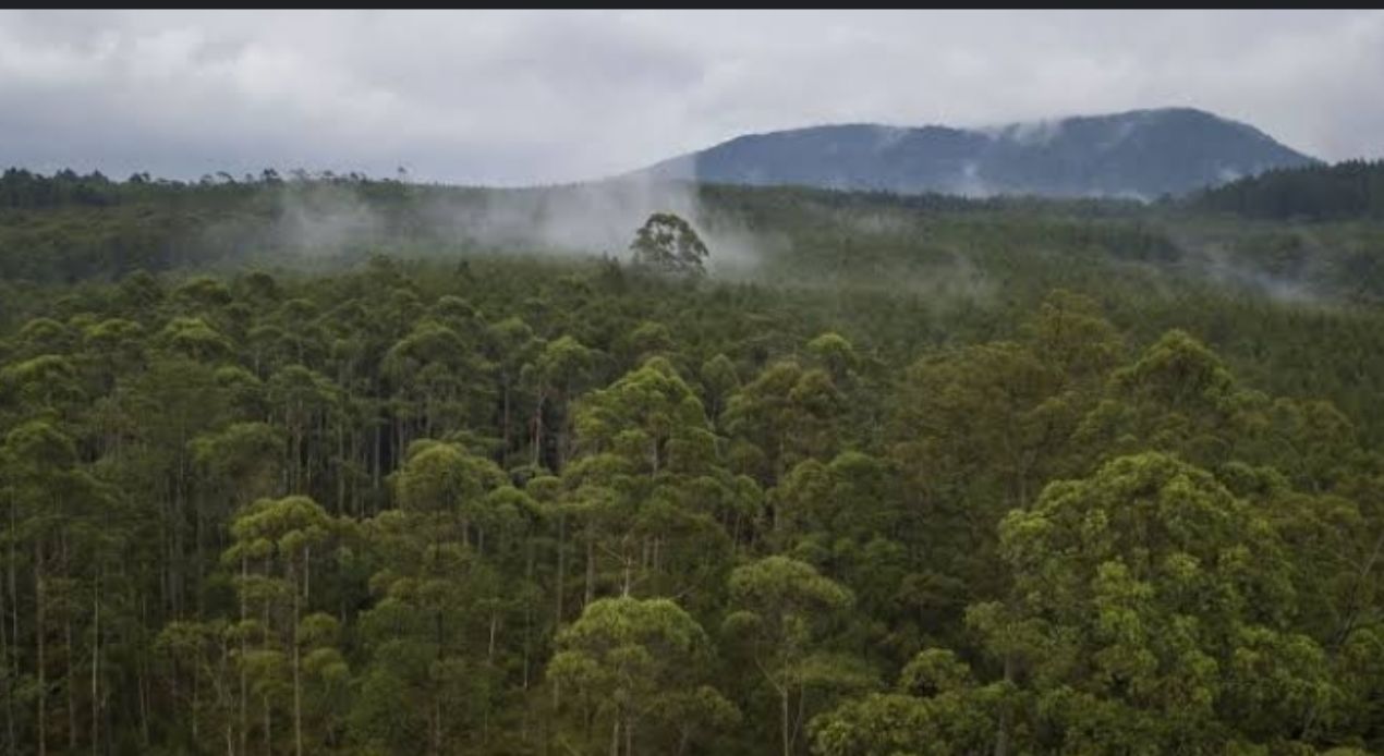 Hutan lindung memiliki peran yang sangat penting dalam menjaga keseimbangan ekosistem dan keberlanjutan lingkungan hidup.
