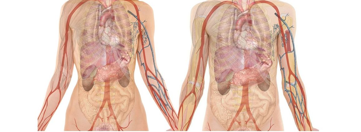 Jaga Kesehatan Berikut Jam Kerja Optimal 8 Organ Tubuh Manusia Kabar Wonosobo