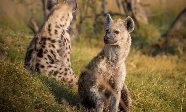 Hyena Makan Daging Singa, Singa Tak Makan Daging Hyena, Kok Bisa? Ternyata ini Sebabnya