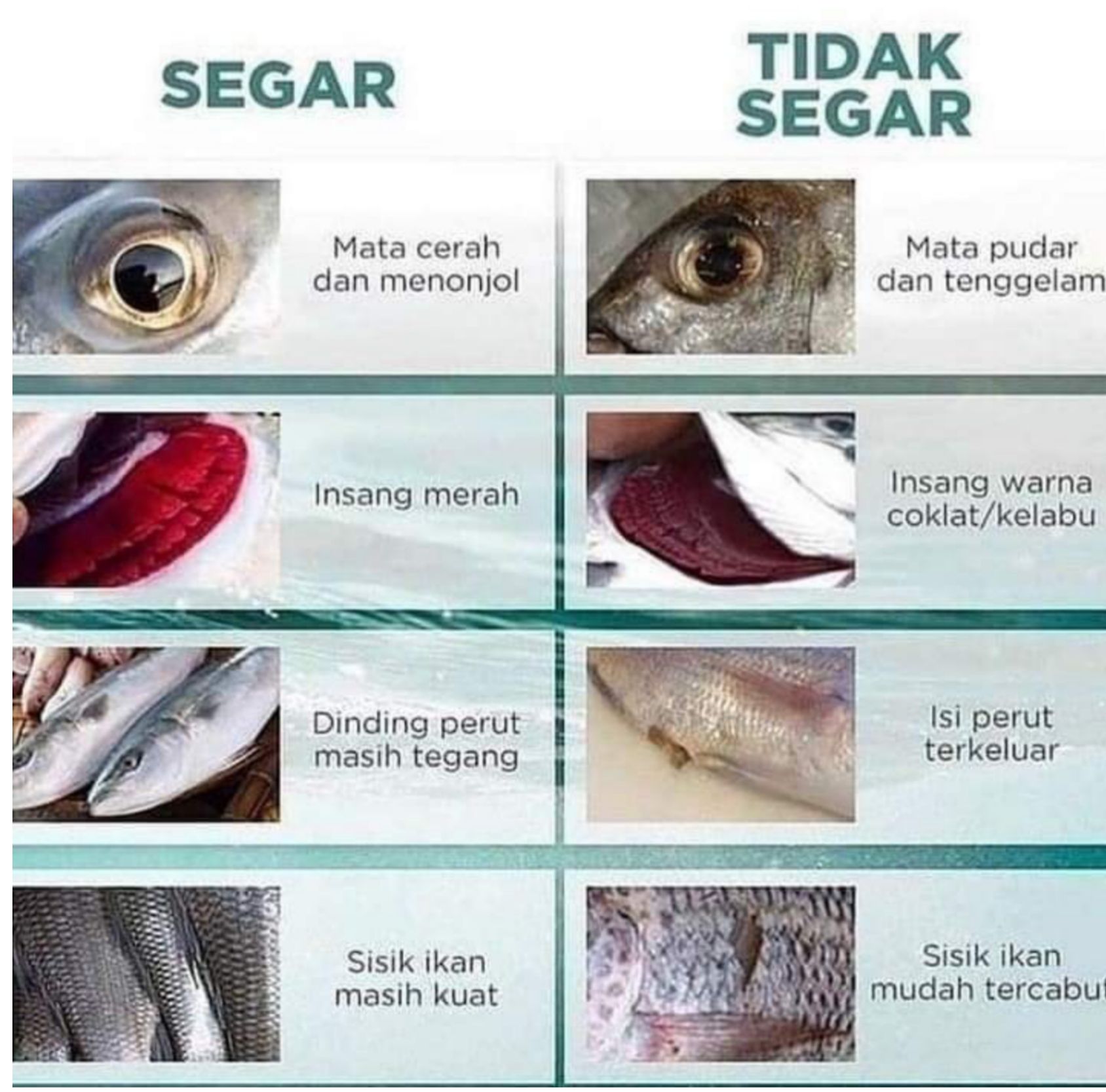Tips Memilih Ikan Segar untuk Masakan Keluarga. 